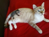 散歩に出かけた猫、背中にオポッサムの赤ちゃんをおんぶして家に連れ帰る（メキシコ）