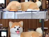 秋田犬が...起きた！　画像は事務員（＠o_omeganeo_o）さんの投稿動画より