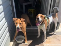 うれしい再会！引き取った保護犬に隣人の犬を紹介したところ同じ動物保護施設で仲良しだったことが判明！