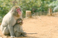 【研究結果】なぜ笑う？ チンパンジーの笑顔の意味とは