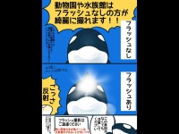 フラッシュなしの方がきれいに撮れる！（まつおるかさんのツイートより）