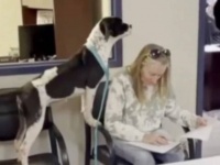 このおうちの子になれる！養子縁組のサインをしている女性を興奮して見守る犬