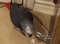 プルプルするだと？ドアストッパーの真似をするヨウムが賢くてかわいい