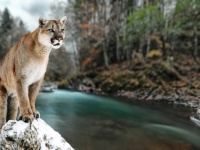 捕食獣、ピューマの食べ残しが森林の生態系を育んでいた（米研究）