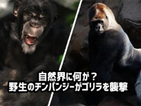 自然界に何が？野生のチンパンジーが群れでゴリラを襲い子供を殺害するという事件が発生