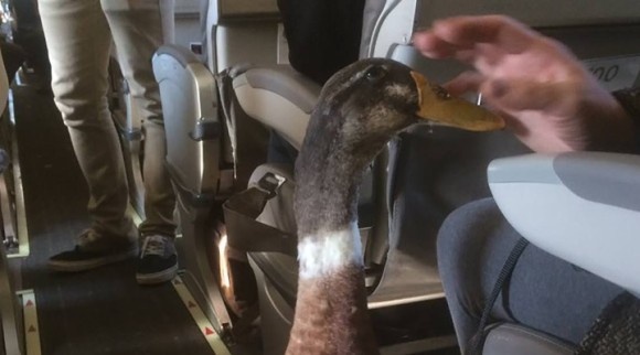 飛行機の中にアヒルが！？このアヒル乗客の唯一無二の心の友だった。