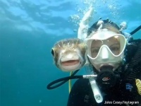 自撮りをしていたら人懐っこいハリセンボンが近づいてきてスマイル！ミラクルなツーショット写真がとれたよ