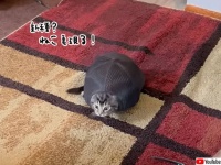 えっ進化した？子猫を飼いはじめたらいつのまにか亀になっていた件