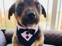 その日その日家族は現れなかった。ドタキャンされた保護犬が新たなる飼い主に巡り合うまでの物語（コロンビア）