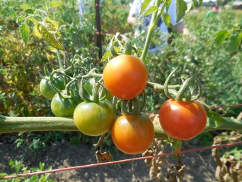 画像はイメージです（cuifen.puiさん撮影、Flickrより）