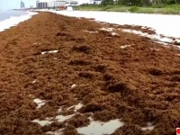 宇宙から見えるほど！フロリダやメキシコの海岸を襲う大量の海藻
