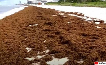 宇宙から見えるほど！フロリダやメキシコの海岸を襲う大量の海藻