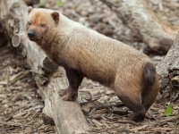 キツネと犬と豚のハイブリッド！？公園に現れた謎の動物の正体は？