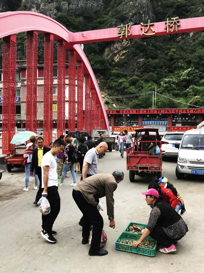 kinoko-china17