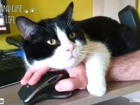 お願いだから邪魔しないで！猫と暮らす飼い主の悲喜こもごもを集めてみた