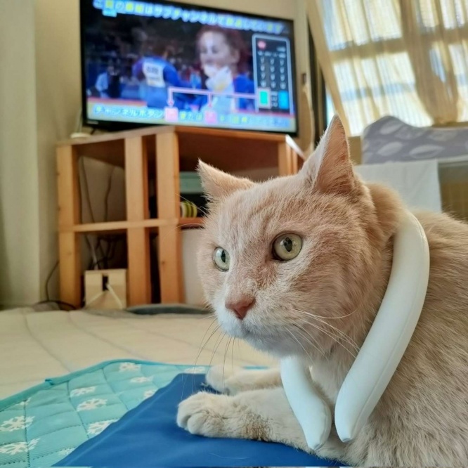 オリンピックとボアさん