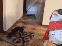 車椅子のおばあさんが危なくないように自発的に敷物を移動させる犬