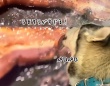 これは我慢できん！テレビに映ったベーコンを舐めるハスキー犬