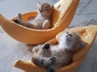 キュートな子猫たちは「心を癒すお薬」に違いない！優しい気持ちになるための処方箋はいかが？
