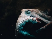 タコのゲノムから最古の性染色体を発見。2億4800万年以上前のものだった