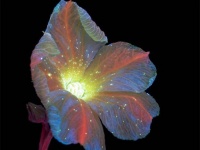 複眼に映る花々はこんなにも美しくて神秘的！不可視光を見る昆虫たちの独特の視覚を再現