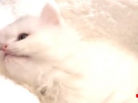 歩く毛玉の子猫が可愛い！癒されモードで眠りにつこう
