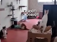 猫界の「オレはやる」でカオスが勃発！1匹の猫から始まる連鎖反応
