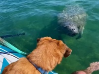 ディズニー映画かな？犬とマナティーが友達になったよ