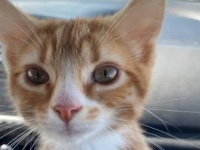 初めて猫を飼い始めました！人生初の子猫を海外掲示板に紹介したところ、Reddit民大喜び