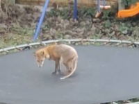 皮膚病の狐がジャンプ、ジャンプ？庭に置いたトランポリンで、狐が遊んでいるように見えたのだが…
