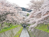 三井寺 琵琶湖疏水の桜（淳平 筈井さん撮影、Flickrｙｏｒｉ）