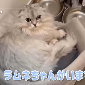 YouTube：おざみ /Misato Ozawaより