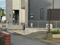 「あ、柴犬！」と思ったら...　〝まさかの正体〟に18万人驚がく「予想外」「拡大してしまった」