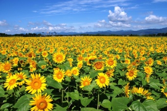 株式会社サーチフィールドのプレスリリース画像