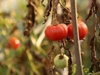 ストレスや傷を受けたトマトや植物は悲鳴を上げる「プチプチ」とはじけるような音