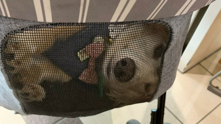 なんでそんな体勢に...　１匹の犬の登場で秩父市役所が「笑ってはいけない」状態に