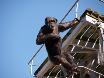 画像はイメージです（ju2styleさん撮影、Flickrより）