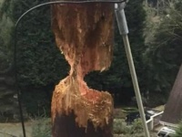 キツツキの本気がすごかった。主要な電柱が今まさに崩壊寸前のところまで・・・（アメリカ）
