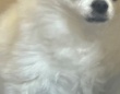 「変な踊り」をしていたら、玄関から視線を感じ...　愛犬の表情に3.1万人爆笑「引いてるｗｗ」「冷酷」