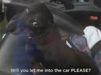 犬に車をロックされてしまった飼い主、牛の群れに助けを求めるも無力。さあどうする！？