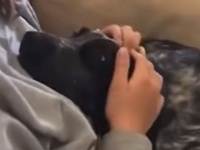 離れるなんて絶対にイヤ！何があってもご主人にひっついていたい犬