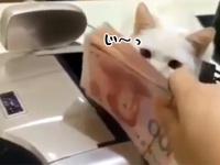 この動き、初犯じゃないな？自動紙幣計算機から慣れた動きでお札をかすめ取った猫
