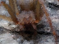 ひと噛みで人間の肉を腐らせる恐怖の毒グモの新種が発見される（メキシコ）※蜘蛛出演中
