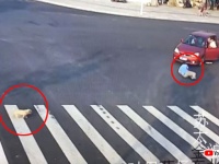 人よりも犬の方が賢い？横断歩道を無視して道路を渡り車にひかれた男性の横で、きちんと横断歩道を渡る犬