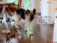 浄化タイム。毎朝猫のおもちゃを運んできて、猫と遊んであげるのが日課のジャーマンシェパード