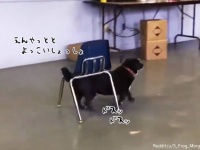 かしこいワン！椅子を背中に乗せて歩く犬。壮大なる野望があった
