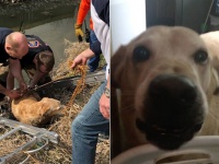 飼い犬のゴールデンレトリバーが失踪。遠く離れた川で発見、保護される。連れ去られた後捨てられた可能性も（アメリカ）