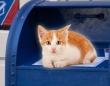 ポストの中に入れられた猫を発見、「スペシャルデリバリー」と名付けられ保護される