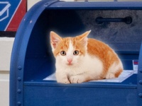 ポストの中に入れられた猫を発見、「スペシャルデリバリー」と名付けられ保護される