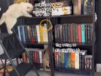 信頼の兄者。子猫のために棚に登っておもちゃを取ってあげる